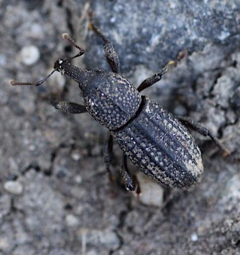 Mitoplinthus caliginosus caliginosus